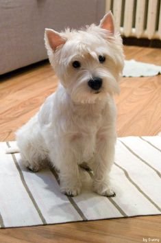 68d51fda77c3eb1da7b1f85f0fee2794--westie-baby