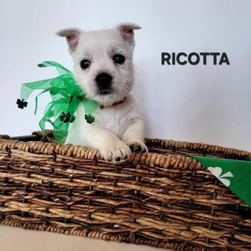 Ricotta