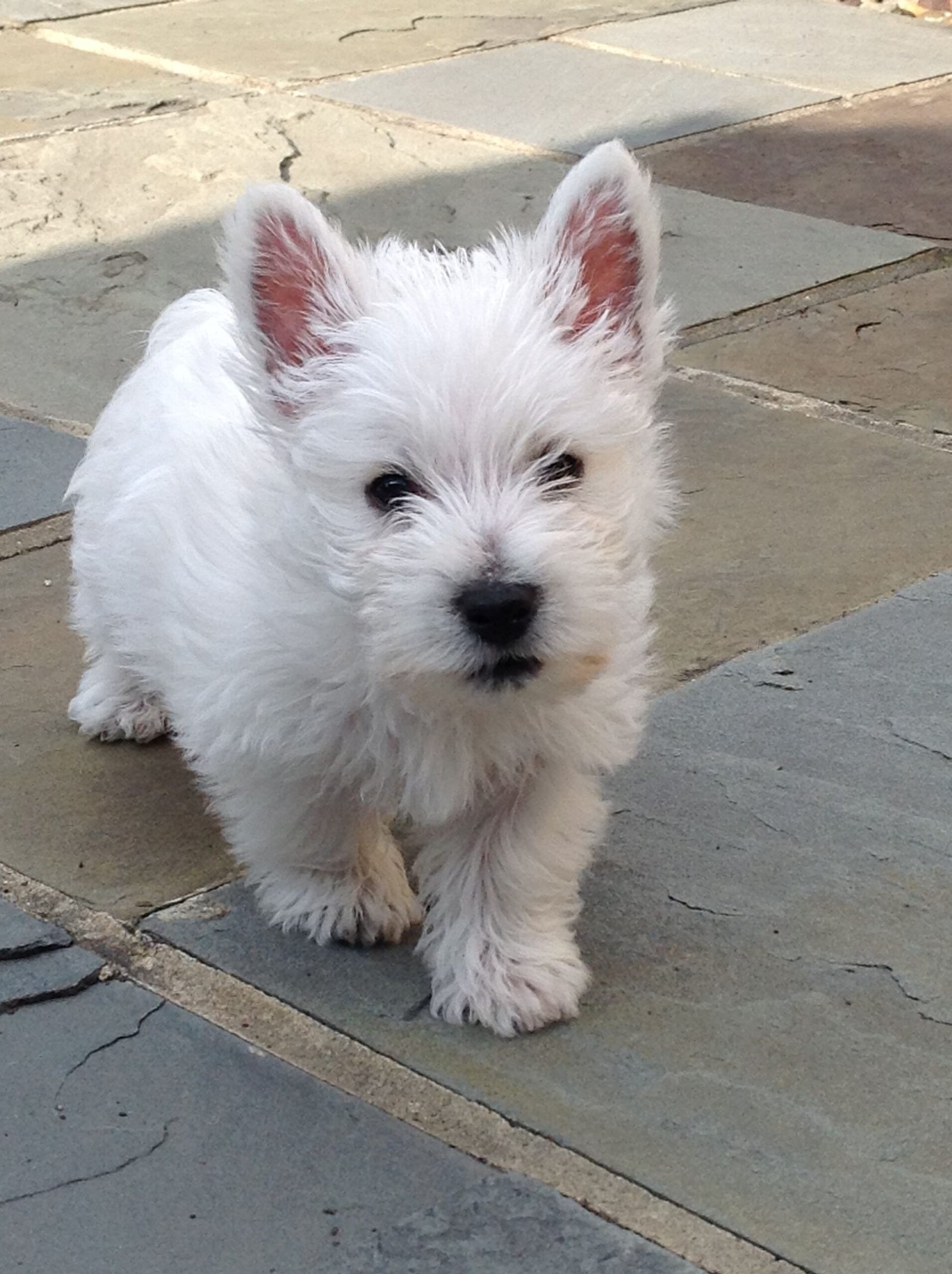 a52cf8f937e9c6fc180c1b9c8c04a81e