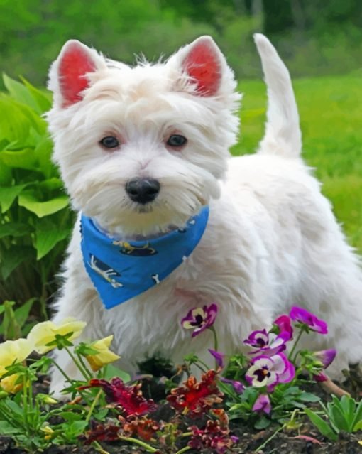 stylish-west-highland-white-terrier-paint-by-number-510x639